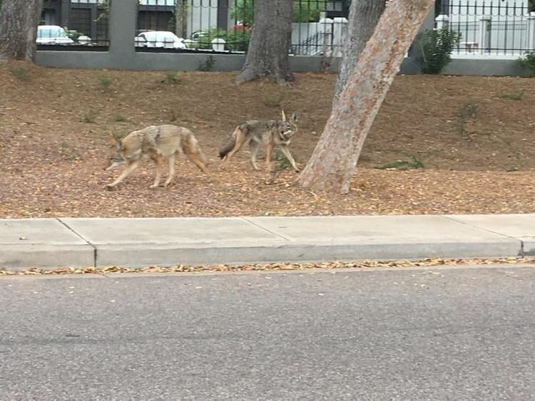 Arizona Game and Fish: Stop calling about mangy coyotes - AZFamily