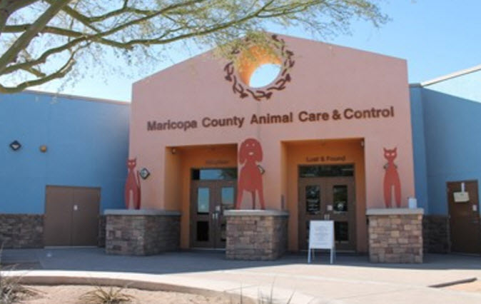 maricopa county animal shelter