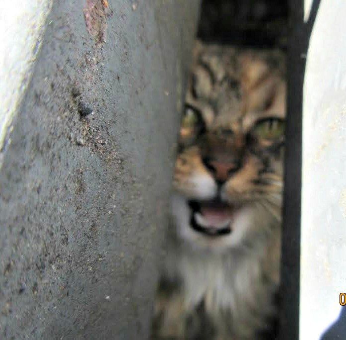 Cat rescued from storm drain up for adoption Arizona's Family