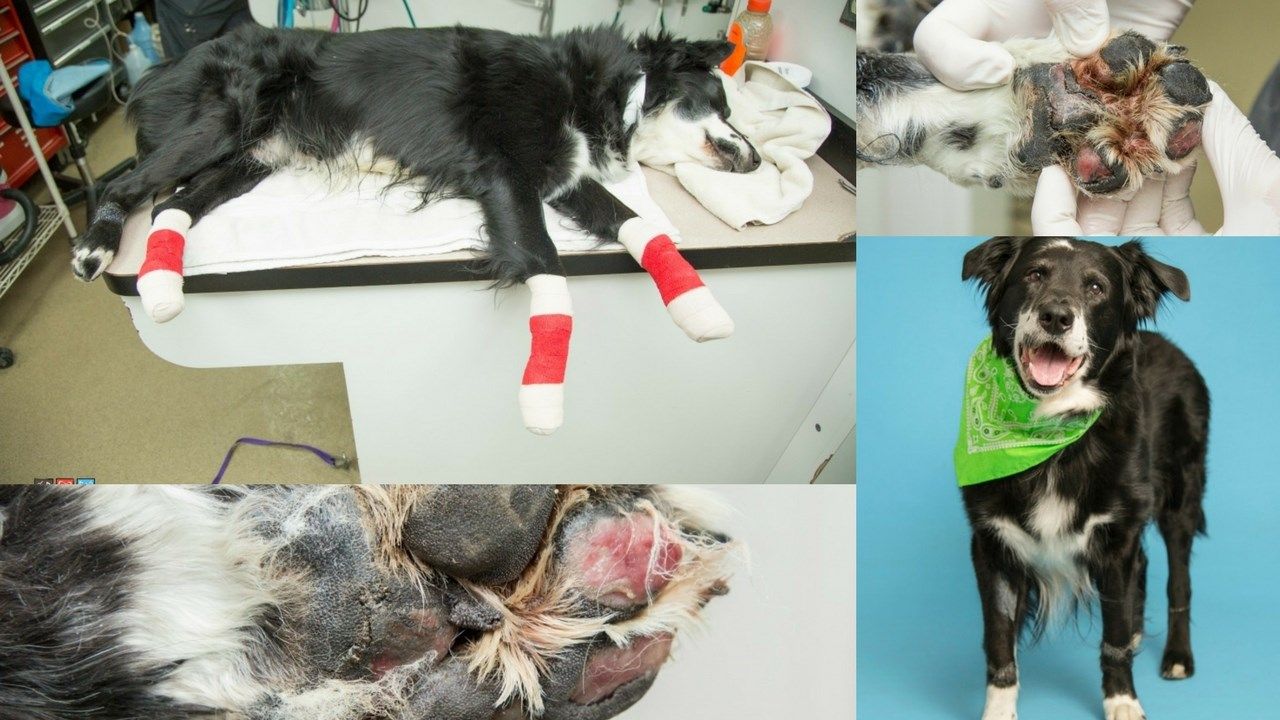 Protect Your Dogs Paws In Extreme Heat Arizonas Family