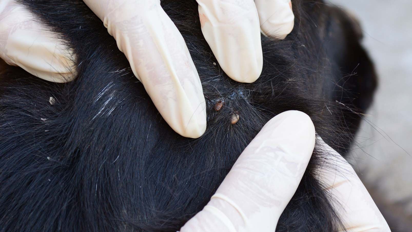 GRAPHIC PHOTOS Protect your dog from ticks Arizona's Family