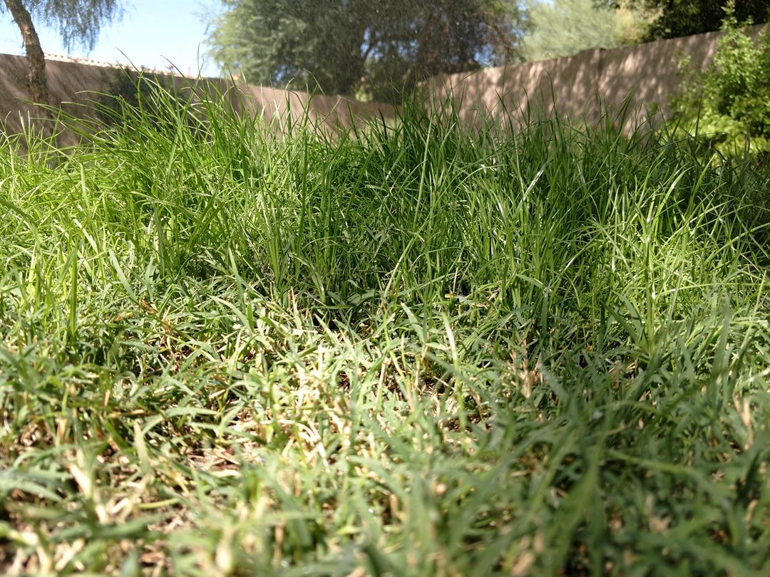 Pool water is too cold; time for rye grass - Arizona's Family When Is It Too Cold To Plant Ryegrass