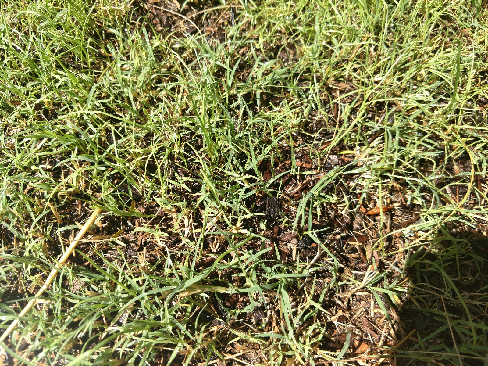 When Is It Too Cold To Plant Ryegrass