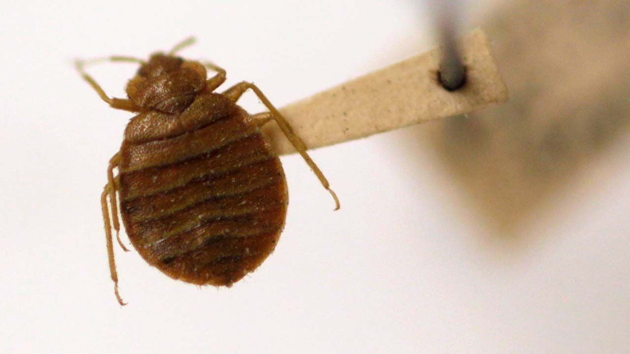 MAP Bed bugs have been verified at these public places in Metro