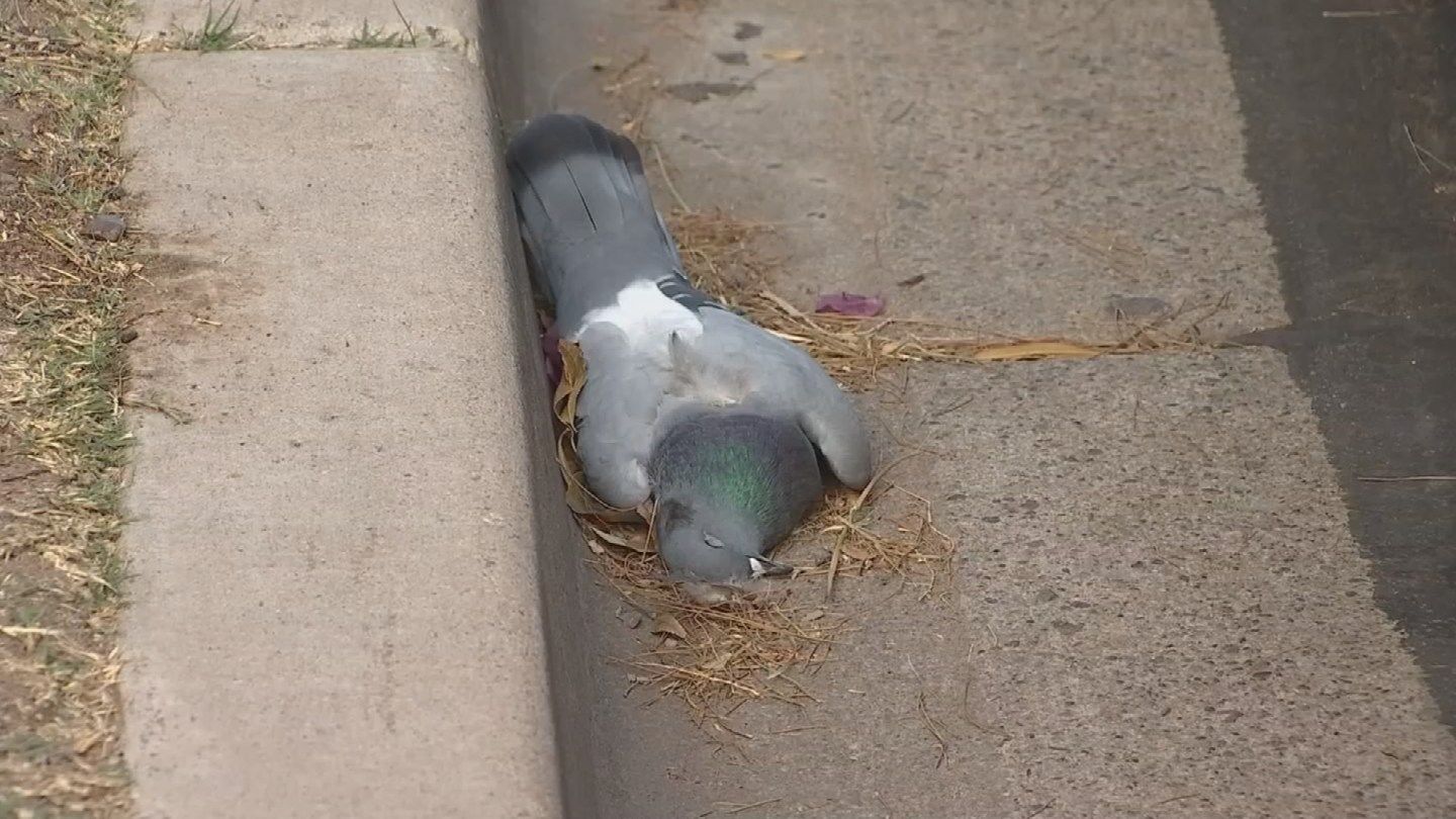 Dead & dying pigeons found at Phoenix apartment complex Arizona's Family