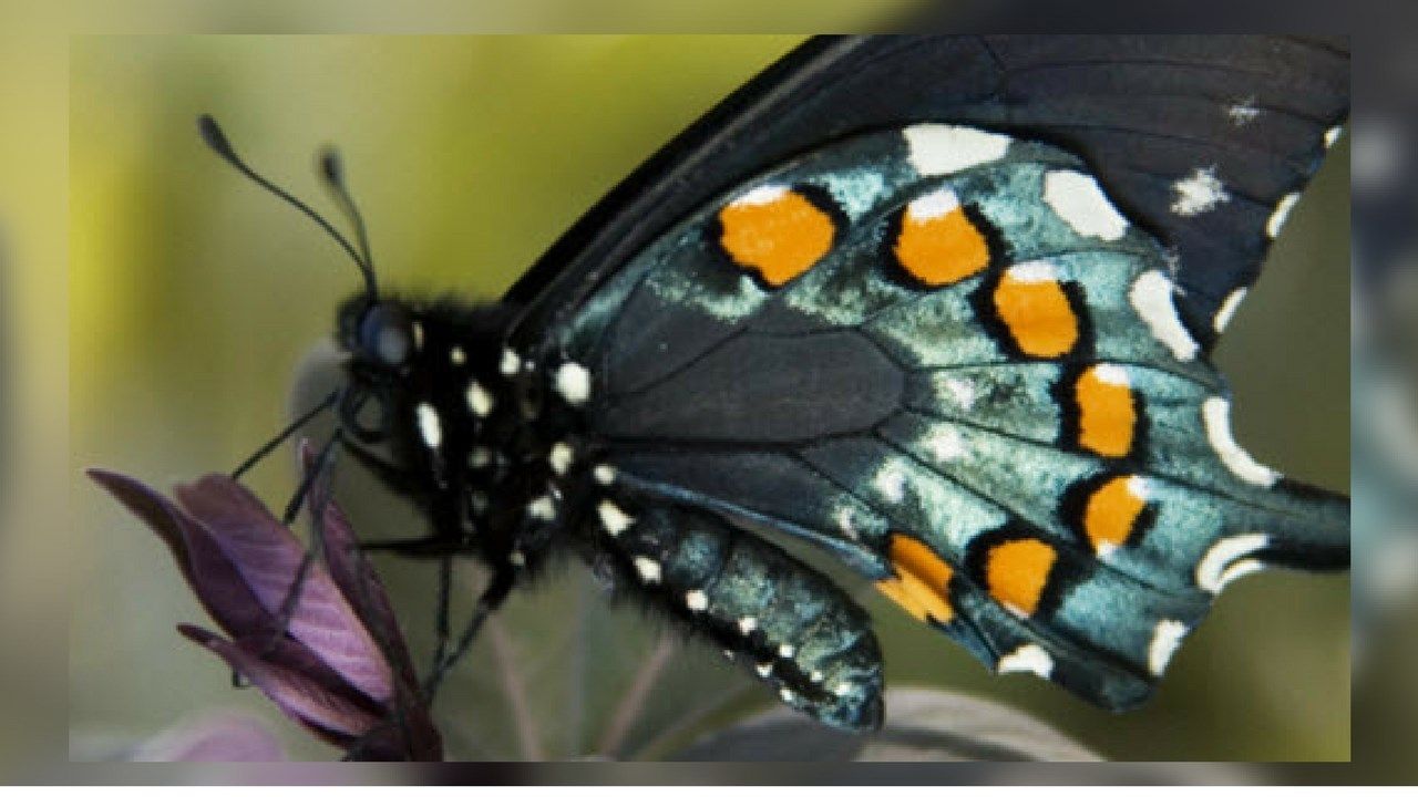 Desert Botanical Garden launches Spring Butterfly Exhibit Arizona's