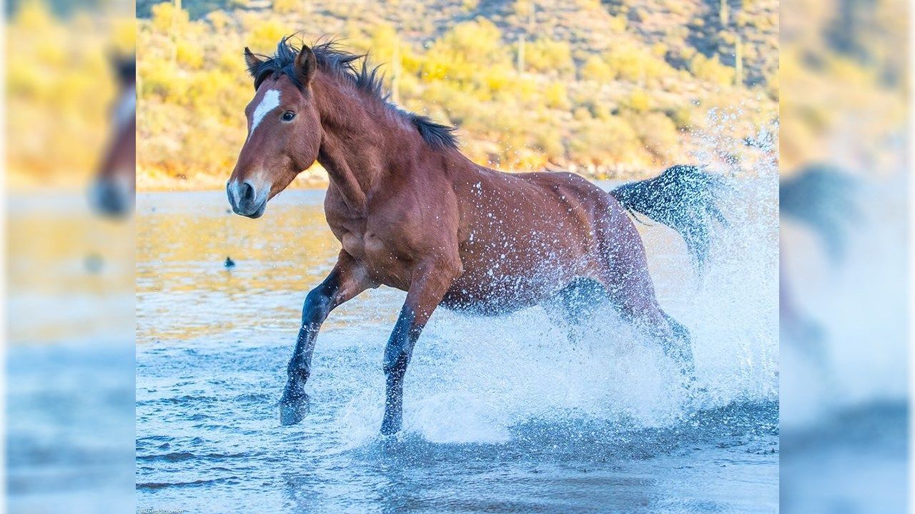 The best time to photograph Salt River wild horses Arizona's Family