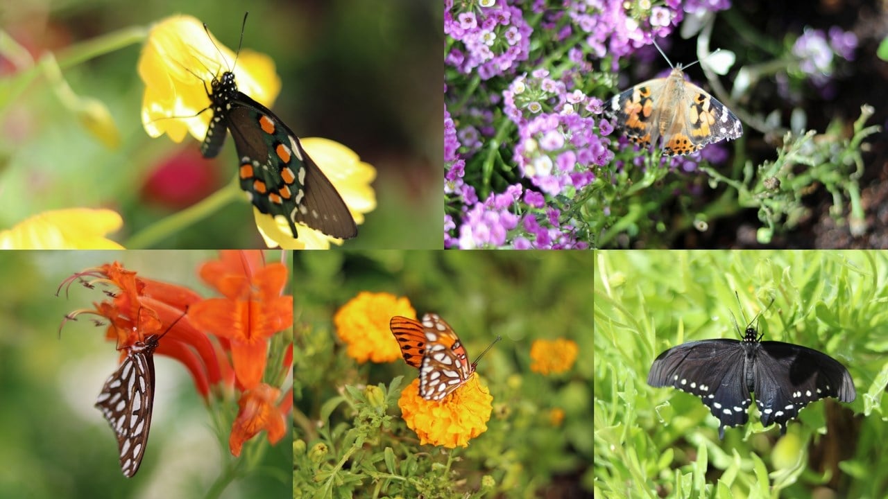 Bildergebnis für Spring with butterflies