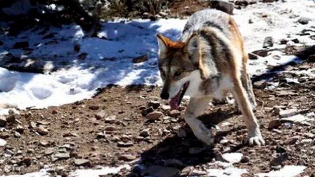 Report: 2 Mexican wolves found dead in Arizona
