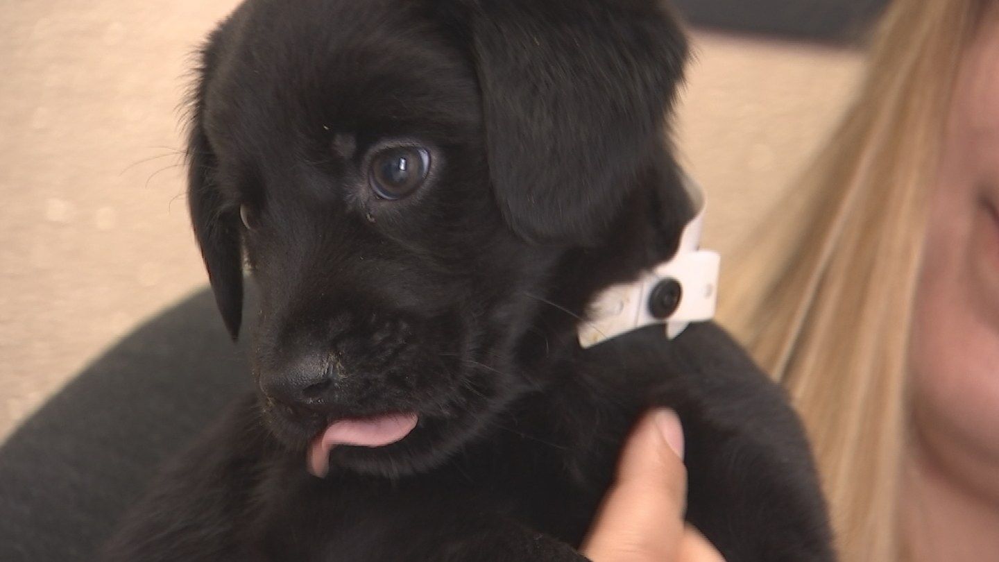 Scottsdale cop adopts puppy she rescued, anonymous donor helped with fees