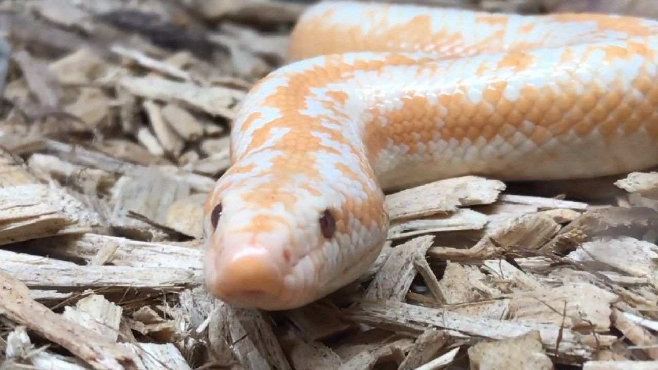 Predator Reptile Expo invites guests to take a walk on the wild