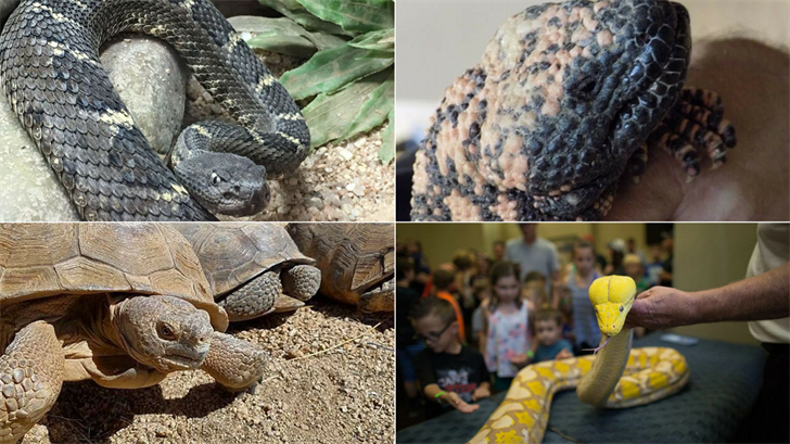 SLIDESHOW: Reptiles galore at Predators Reptile Expo in Mesa - Arizona