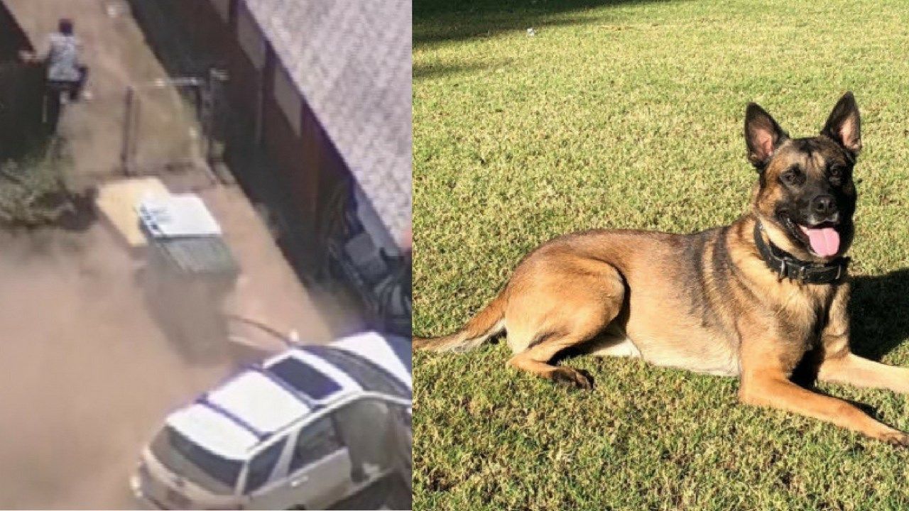 Suspect in custody after high-speed chase in Phoenix; police dog killed in incident