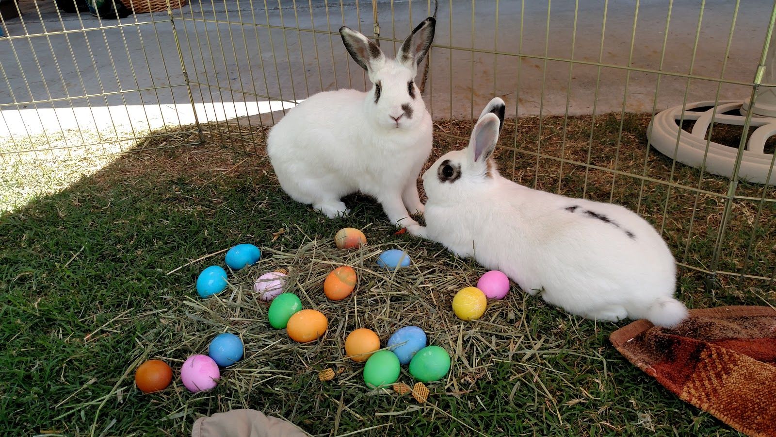 Keeping Outside Rabbits And Other Critters Cool In The Heat Weather Blog Azfamily Com