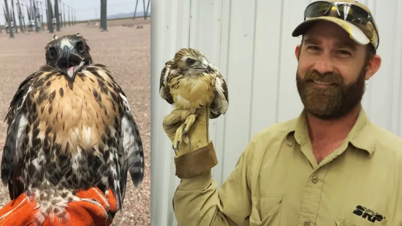 Liberty Wildlife and SRP are trying to save birds from electrocution. (Source: SRP Connect)