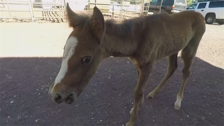 A baby foal was the only horse that survived after its herd died in a mud pit. (Source: 3TV/CBS 5)
