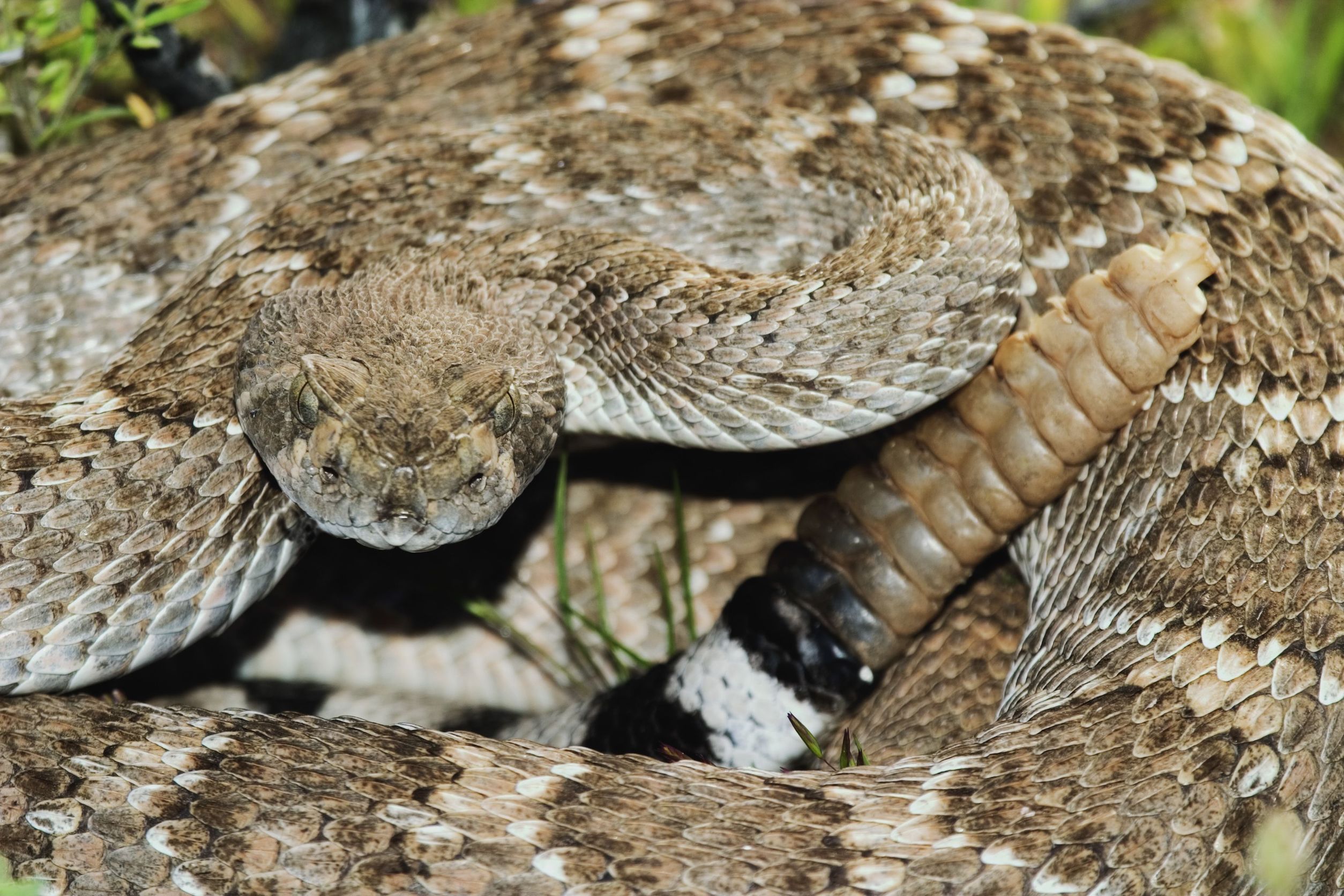 Beware of these venomous creatures in Arizona - Arizona's Family