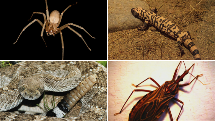 Beware of these venomous creatures in Arizona - Arizona's Family