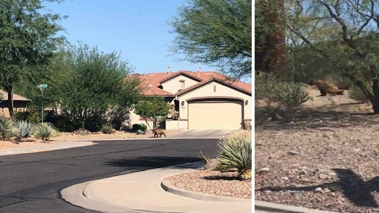 Game and Fish euthanized 'nuisance bear' spotted in Anthem Monday