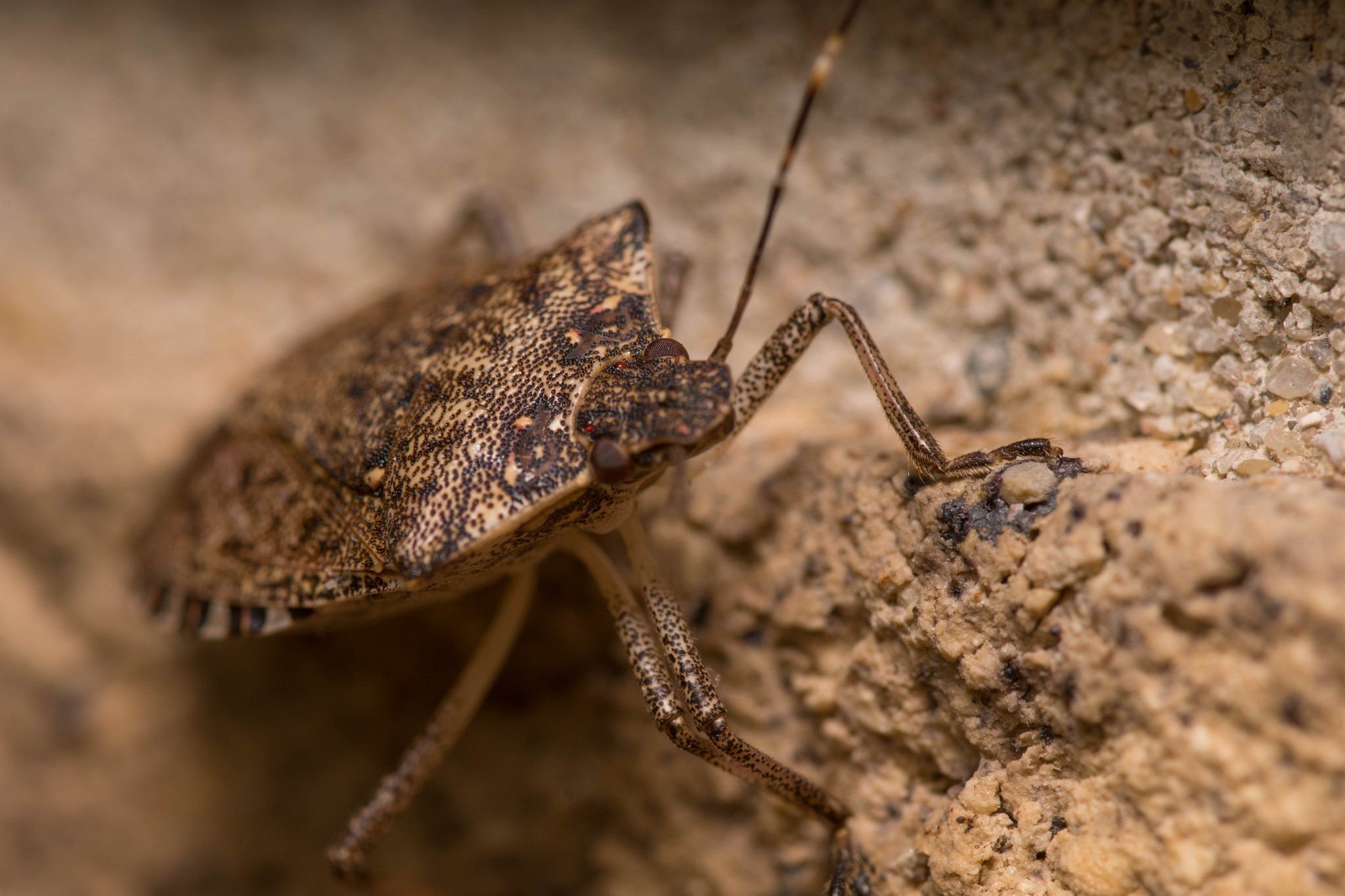 What Eats Bugs In The Desert