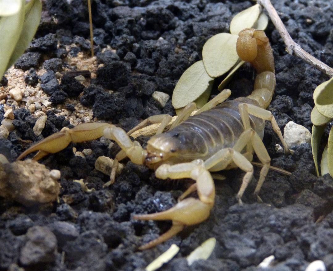 Five Desert Insects You Can Eat Arizona s Family