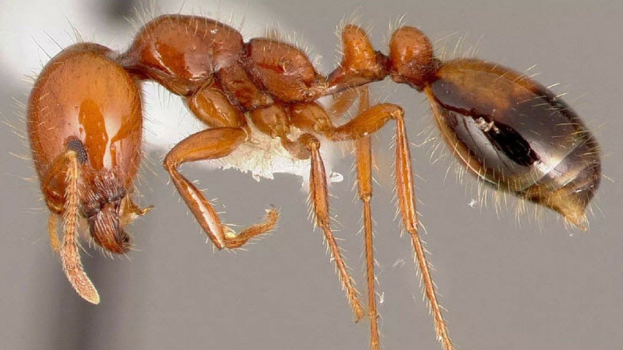 Five desert insects you can eat! Arizona's Family