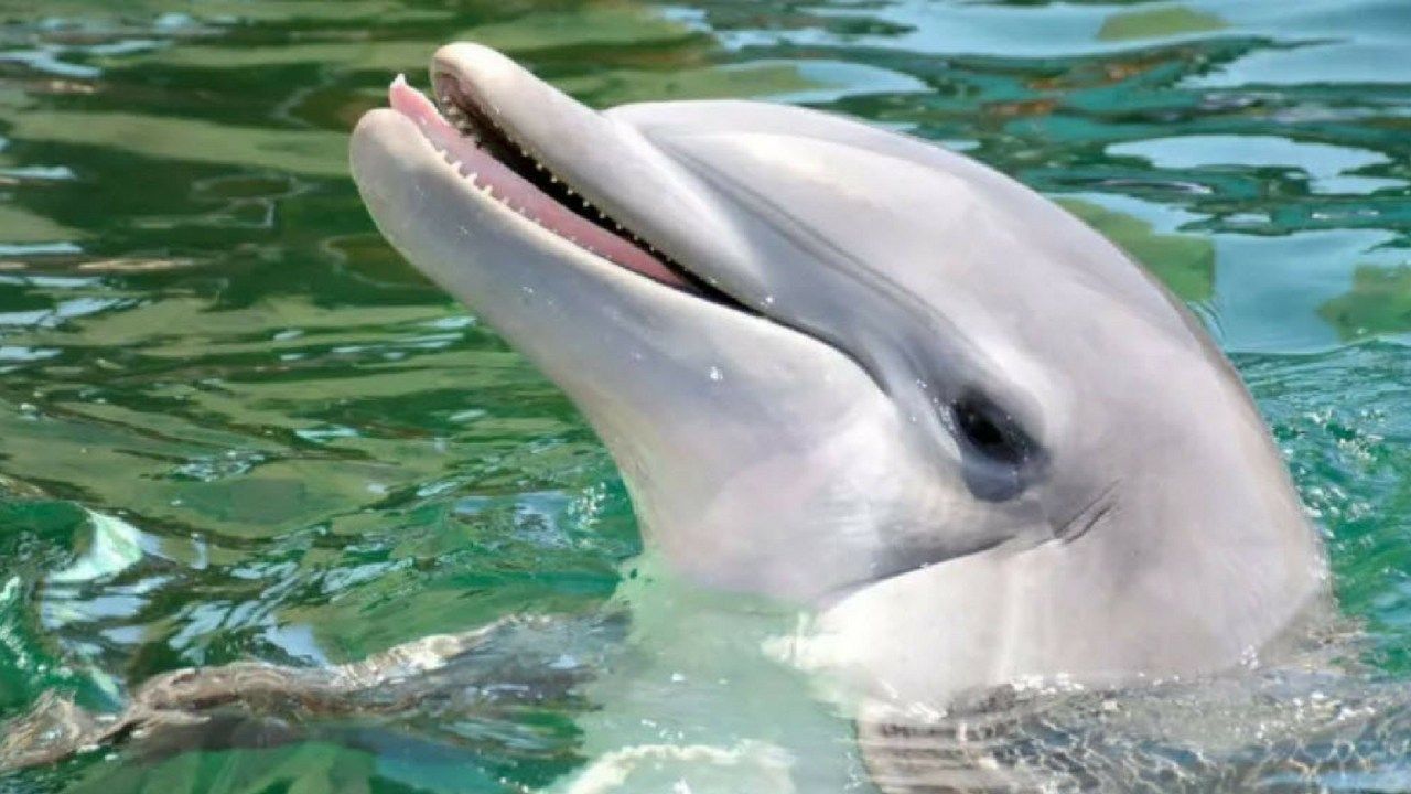Lab reports reveal cause of dolphin's death at Dolphinaris
