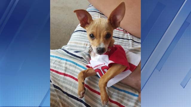 dog arizona cardinals jersey