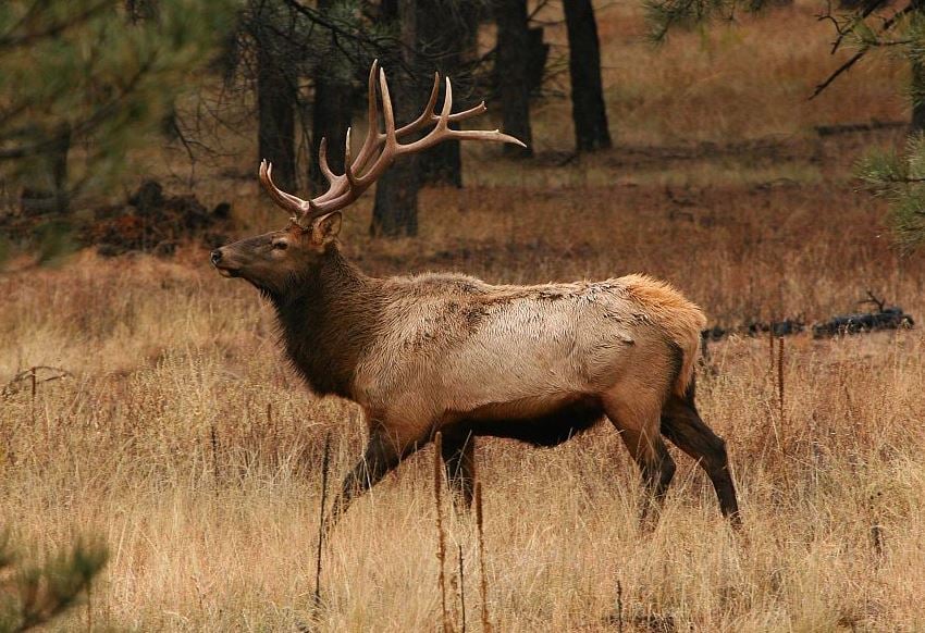 What's in a name: Show Low - Arizona's Family