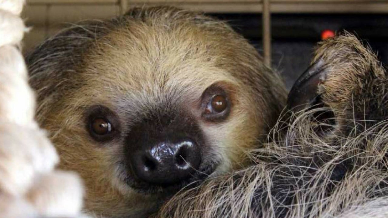 First baby sloth comes to the Phoenix Zoo! - Arizona's Family